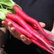 Radieschen & Rettich Radieschen & Rettich